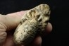 JUVAVITES SUBINTERRUPTUS - lower permian  - Timor - Indonesia