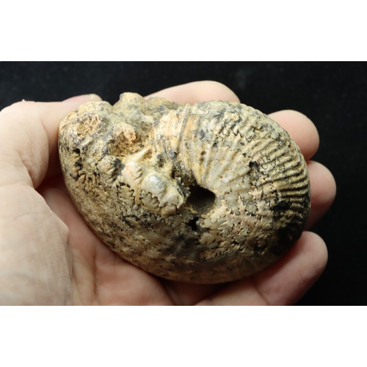 JUVAVITES SUBINTERRUPTUS - lower permian  - Timor - Indonesia