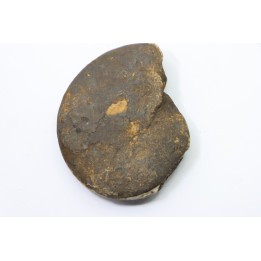 RARE USSURITES sp. - Norien (TRIAS) - Bobonaro Scaly Clay - Noe Bihati - TIMOR - INDONESIE
