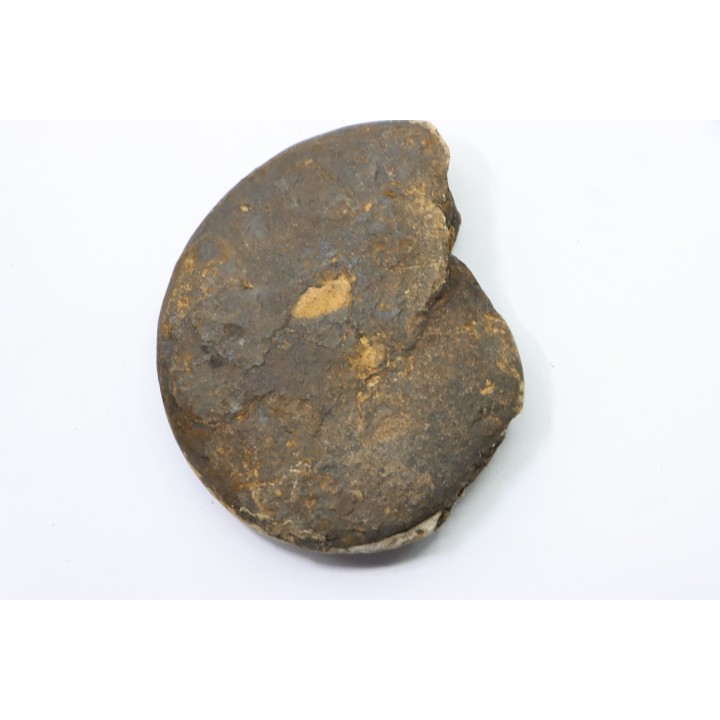 RARE USSURITES sp. - Norien (TRIAS) - Bobonaro Scaly Clay - Noe Bihati - TIMOR - INDONESIE