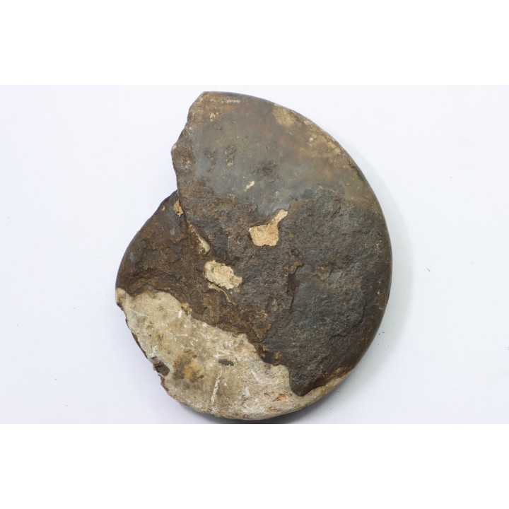 RARE USSURITES sp. - Norien (TRIAS) - Bobonaro Scaly Clay - Noe Bihati - TIMOR - INDONESIE