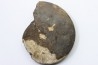 RARE USSURITES sp. - Norien (TRIAS) - Bobonaro Scaly Clay - Noe Bihati - TIMOR - INDONESIE