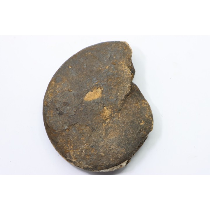 RARE USSURITES sp. - Norien (TRIAS) - Bobonaro Scaly Clay - Noe Bihati - TIMOR - INDONESIE