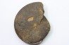 RARE USSURITES sp. - Norien (TRIAS) - Bobonaro Scaly Clay - Noe Bihati - TIMOR - INDONESIE