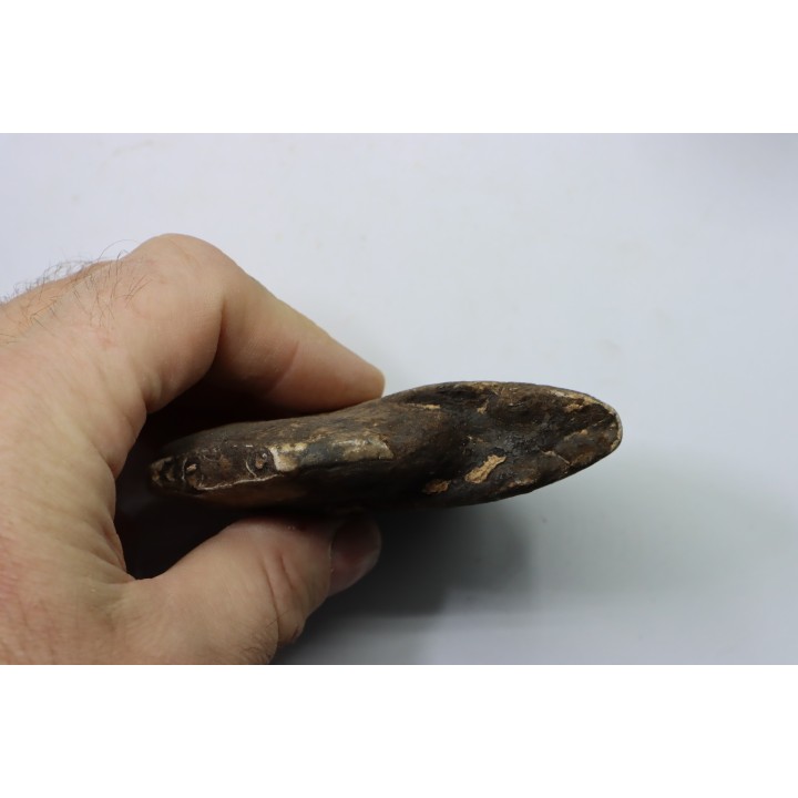RARE USSURITES sp. - Norien (TRIAS) - Bobonaro Scaly Clay - Noe Bihati - TIMOR - INDONESIE