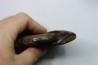 RARE USSURITES sp. - Norien (TRIAS) - Bobonaro Scaly Clay - Noe Bihati - TIMOR - INDONESIE