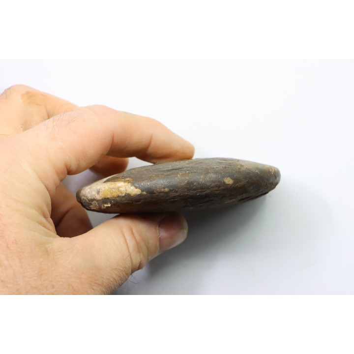 RARE USSURITES sp. - Norien (TRIAS) - Bobonaro Scaly Clay - Noe Bihati - TIMOR - INDONESIE