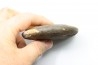 RARE USSURITES sp. - Norien (TRIAS) - Bobonaro Scaly Clay - Noe Bihati - TIMOR - INDONESIE