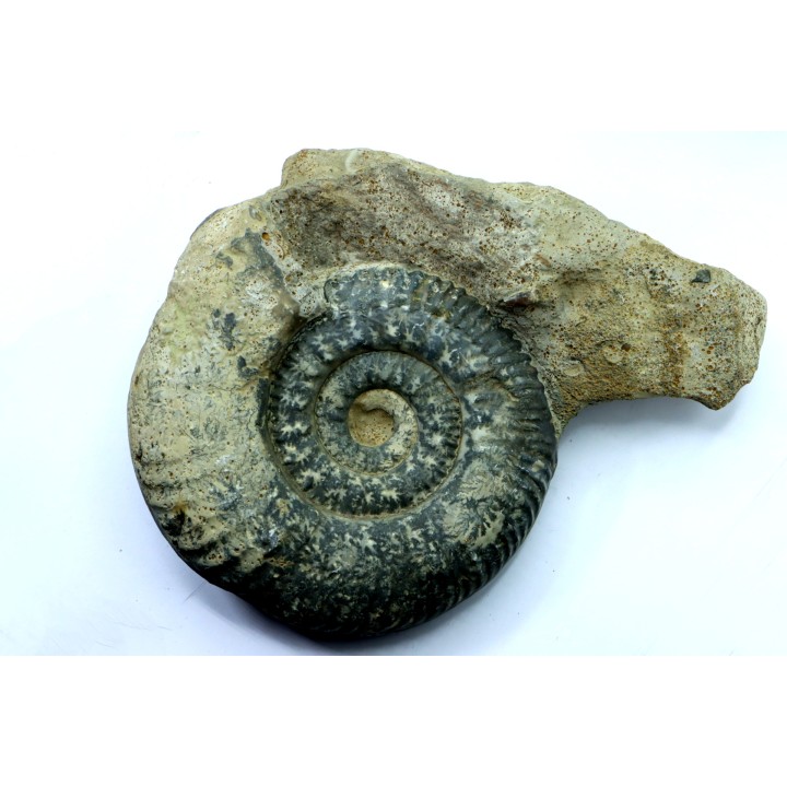 Hammatoceras insigne - Toarcian - Roanne - FRANCE
