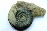 Hammatoceras insigne - Toarcien - Roanne - FRANCE