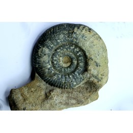 Hammatoceras insigne - Toarcian - Roanne - FRANCE