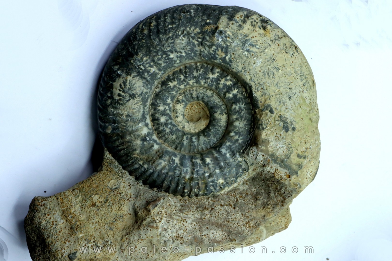 Hammatoceras insigne - Toarcian - Roanne - FRANCE