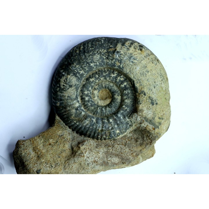 Hammatoceras insigne - Toarcien - Roanne - FRANCE
