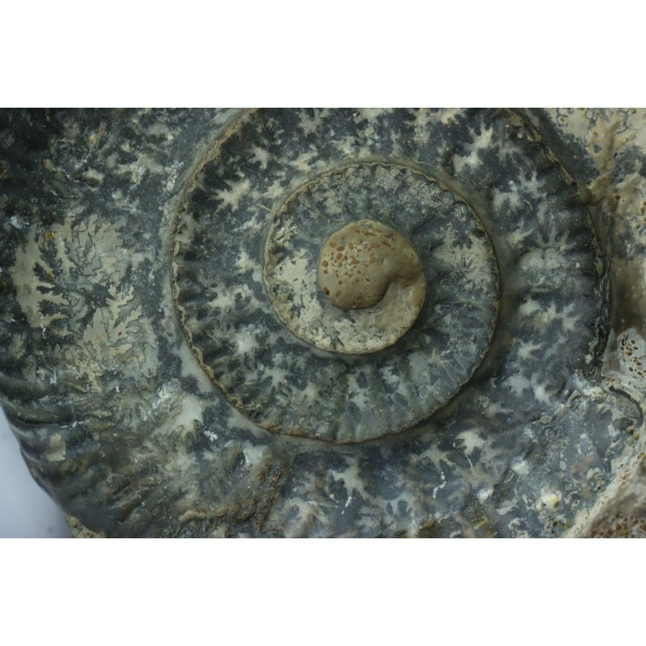 Hammatoceras insigne - Toarcian - Roanne - FRANCE