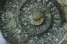Hammatoceras insigne - Toarcian - Roanne - FRANCE