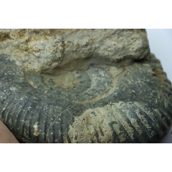 Hammatoceras insigne - Toarcien - Roanne - FRANCE