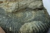 Hammatoceras insigne - Toarcien - Roanne - FRANCE