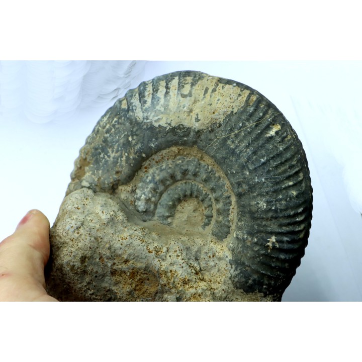 Hammatoceras insigne - Toarcien - Roanne - FRANCE