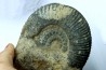 Hammatoceras insigne - Toarcien - Roanne - FRANCE