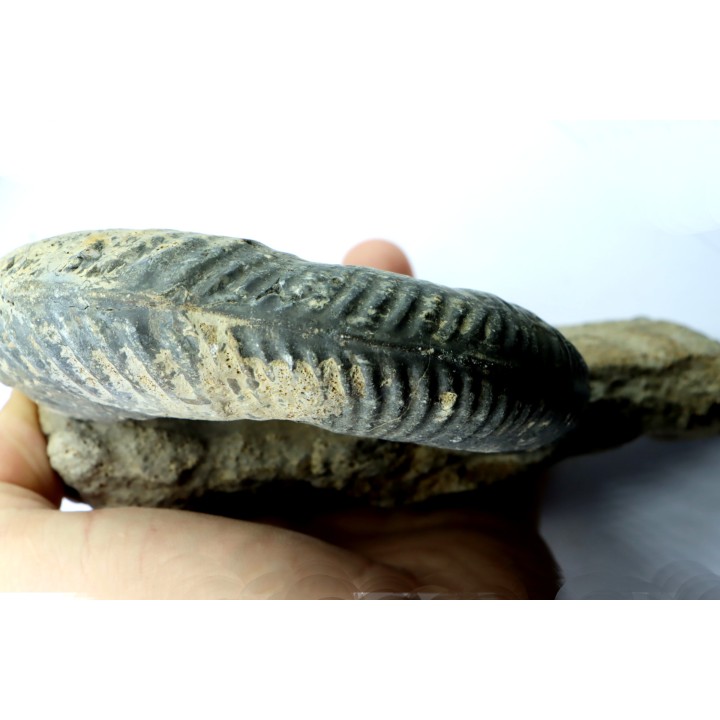 Hammatoceras insigne - Toarcian - Roanne - FRANCE