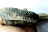 Hammatoceras insigne - Toarcian - Roanne - FRANCE