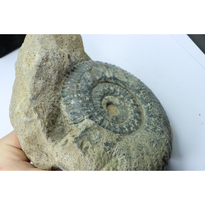 Hammatoceras insigne - Toarcian - Roanne - FRANCE