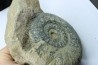 Hammatoceras insigne - Toarcian - Roanne - FRANCE