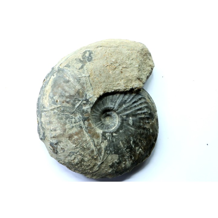RARE Gruneria gruneri - Toarcien - Roanne - FRANCE