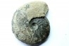 RARE Gruneria gruneri - Toarcian - Roanne - FRANCE
