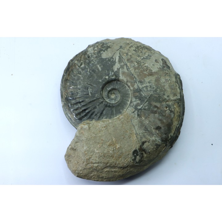 RARE Gruneria gruneri  - Toarcian - Roanne - FRANCE