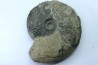 RARE Gruneria gruneri - Toarcian - Roanne - FRANCE