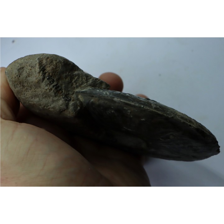 RARE Gruneria gruneri - Toarcien - Roanne - FRANCE