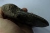 RARE Gruneria gruneri - Toarcian - Roanne - FRANCE