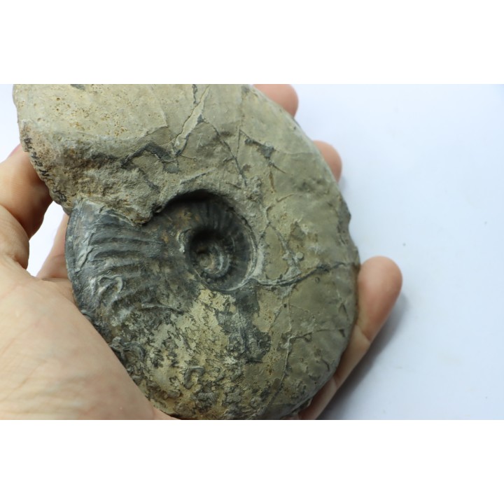 RARE Gruneria gruneri  - Toarcian - Roanne - FRANCE