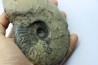 RARE Gruneria gruneri - Toarcian - Roanne - FRANCE