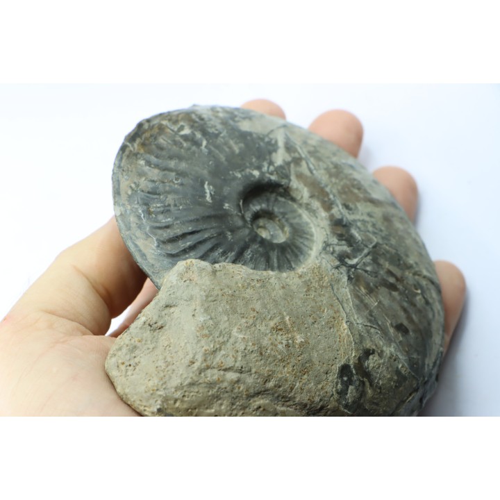 RARE Gruneria gruneri  - Toarcian - Roanne - FRANCE