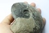 RARE Gruneria gruneri - Toarcien - Roanne - FRANCE