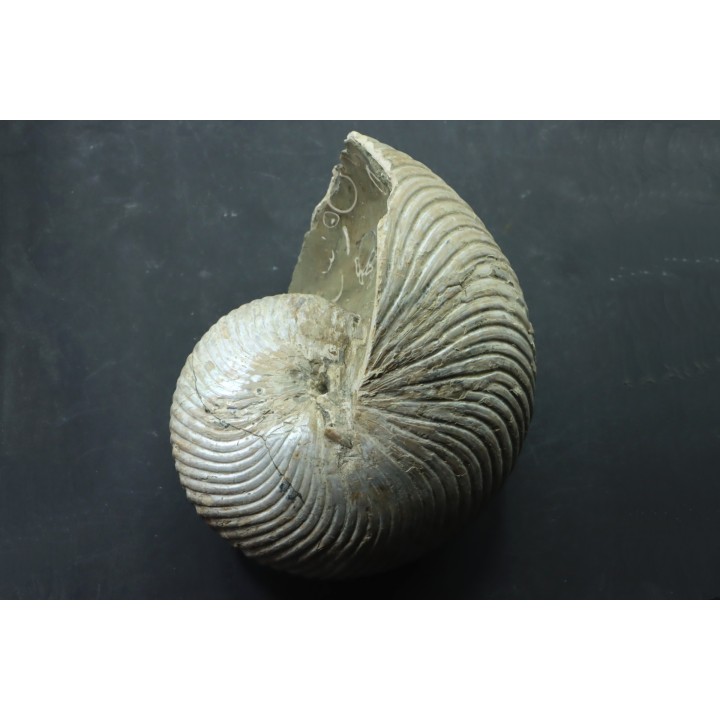 CYMATOCERAS SAKALAVUM - Albien - Madagascar