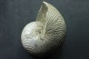 CYMATOCERAS SAKALAVUM - Albien - Madagascar