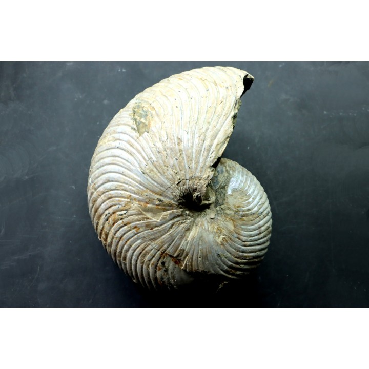 CYMATOCERAS SAKALAVUM - Albien - Madagascar