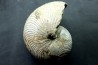 CYMATOCERAS SAKALAVUM - Albien - Madagascar