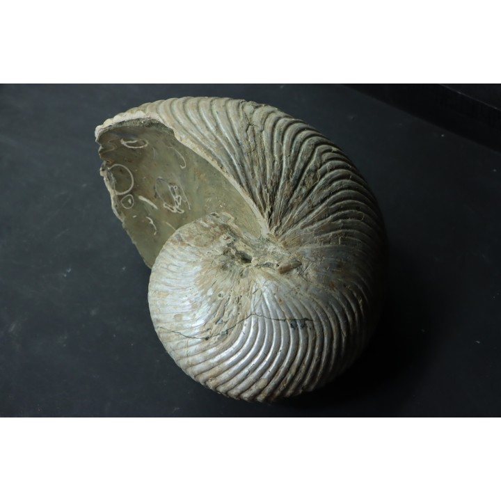 CYMATOCERAS SAKALAVUM - Albien - Madagascar