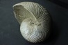 CYMATOCERAS SAKALAVUM - Albien - Madagascar