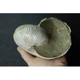 CYMATOCERAS SAKALAVUM - Albien - Madagascar