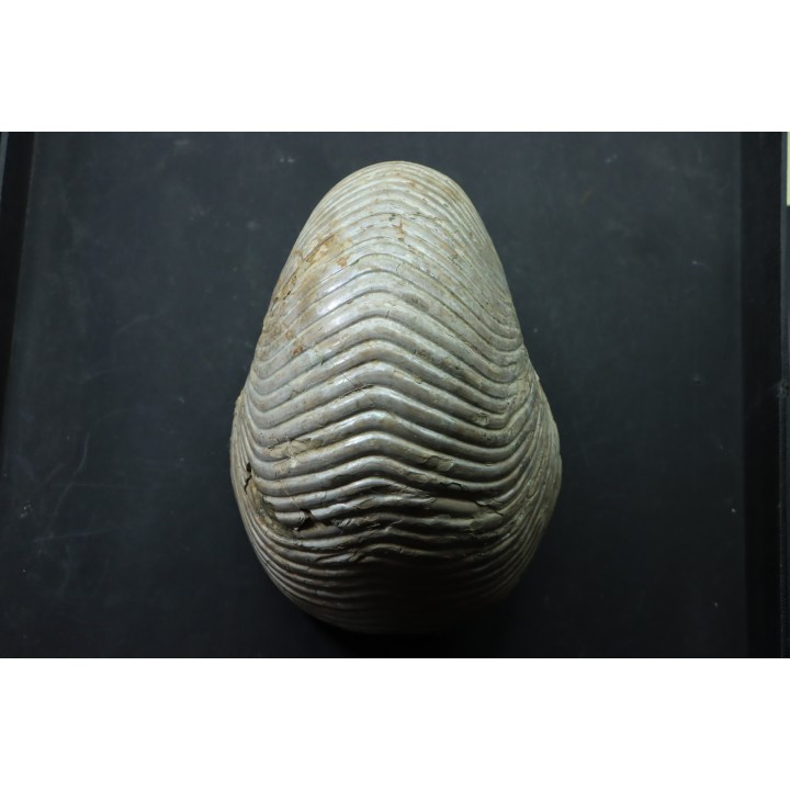 CYMATOCERAS SAKALAVUM - Albien - Madagascar