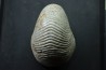 CYMATOCERAS SAKALAVUM - Albien - Madagascar