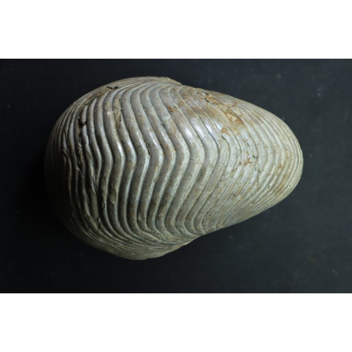 CYMATOCERAS SAKALAVUM - Albien - Madagascar
