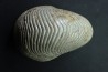 CYMATOCERAS SAKALAVUM - Albien - Madagascar