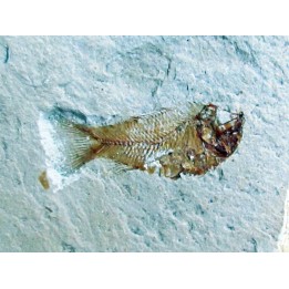 PRIMUSICHTHYS GRACILIS - Cenomanien - Hgula, LIBAN