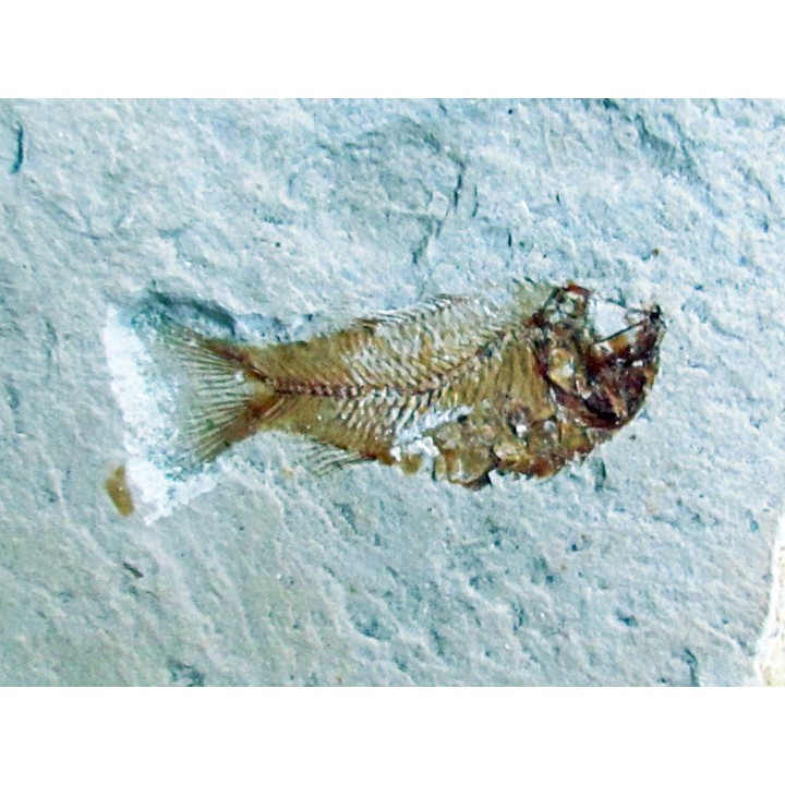PRIMUSICHTHYS GRACILIS - Cenomanien - Hgula, LIBAN